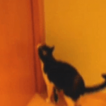 Gatos abriendo puertas