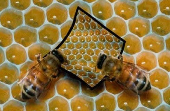 Unas abejas perdidas