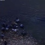 Siluros cazando palomas en el río Ebro en Zaragoza