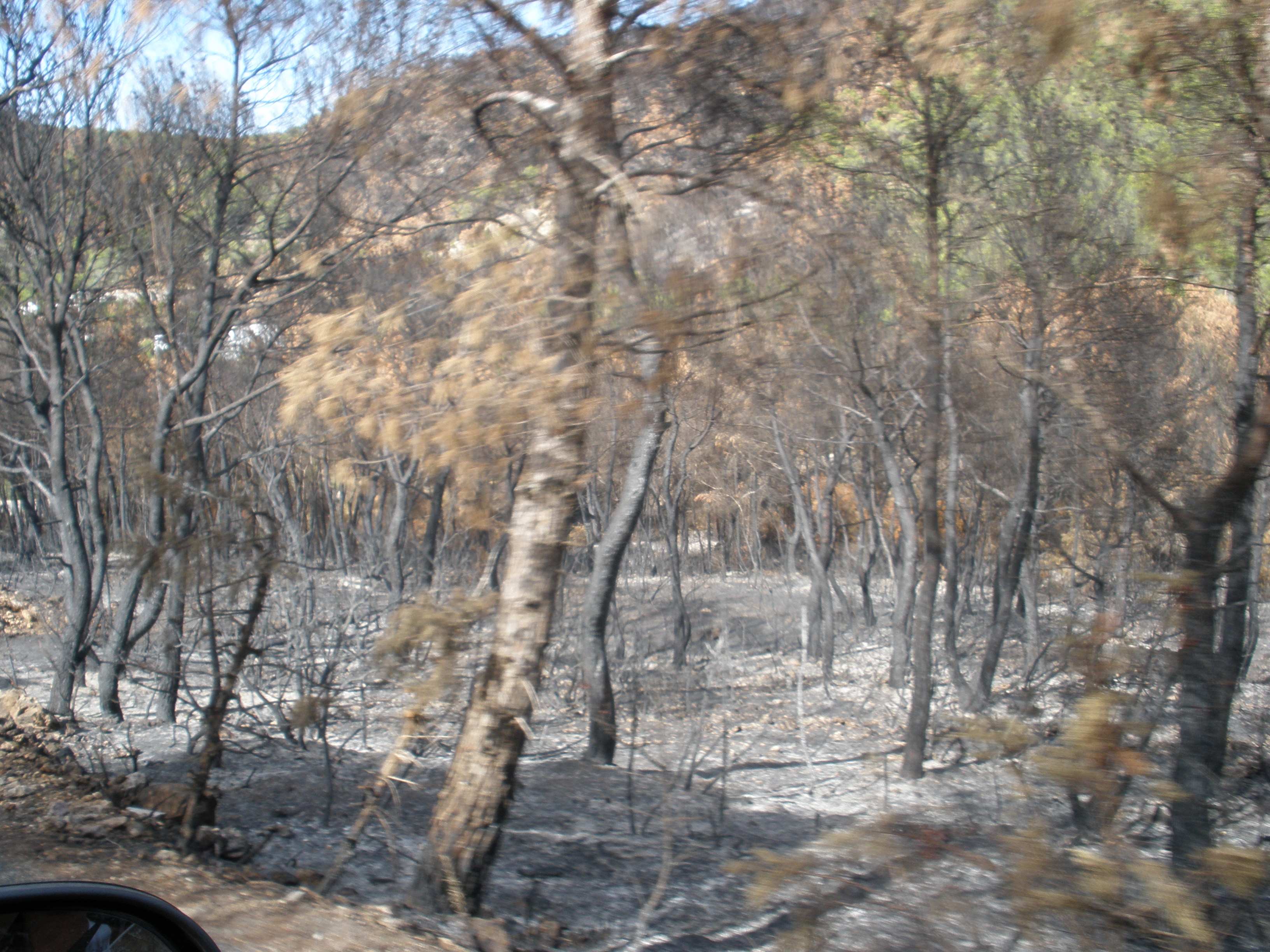 Fotografías de bosques quemados en Ibiza en el año 20120