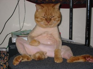Un gato depilado