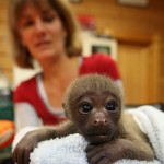 Mono bebe mirando