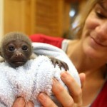 Mono bebe arropado