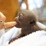 Mono bebe con un dedo