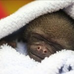 Mono bebe durmiendo