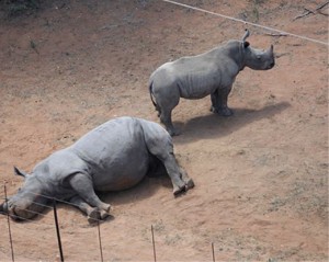 Un rinoceronte insólito salva a su cría