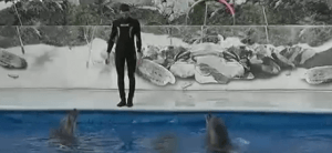 Delfín entrenado para estar fuera del agua