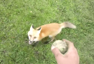 El zorro que juega con una pelota