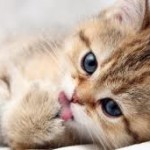 12 Curiosidades de los gatos que no conoces