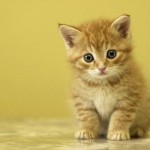 Top 11 de más curiosidades sobre los gatos
