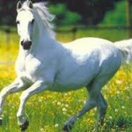 Top 13 de algunas curiosidades sobre los caballos que te sorprenderán