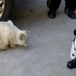 Divertido vídeo de un gato encantado por un peluche