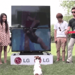 Divertido vídeo donde los perros también miran televisión en 3D