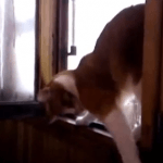 Vídeo divertido de un grupo de Gatos exótico