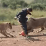 Un hombre jugando con leones al fútbol