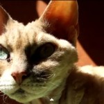 Las 10 razas de gatos únicas en el mundo