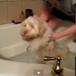 Reacción de los perros ante el baño