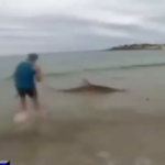 Joven captura tiburón con una caña de pescar