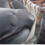 Extraño tiburón encontrado en Filipinas
