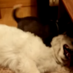 Dos cachorros, husky y samoyedo juegan juntos