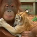 El orangután y los tres tigres, más que tierno