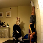 Perros hacen yoga con su dueño en casa