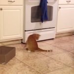 Cómico gato intenta atrapar su cola