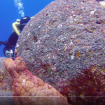 Pulpo juega a las escondidas con un fotógrafo