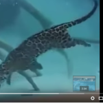 Sorprendente vídeo de felino de agua dulce