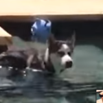 Husky nadando por primera vez en una piscina